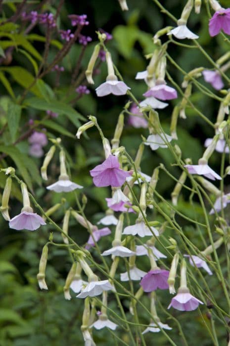 Colour-changing tobacco plant