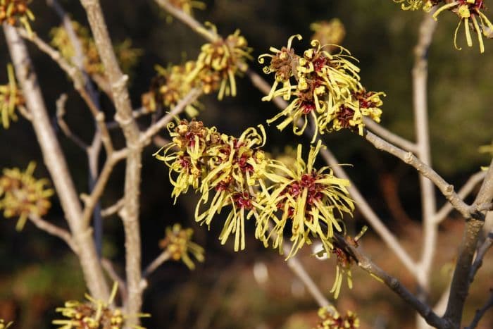 witch hazel 'Imperialis'