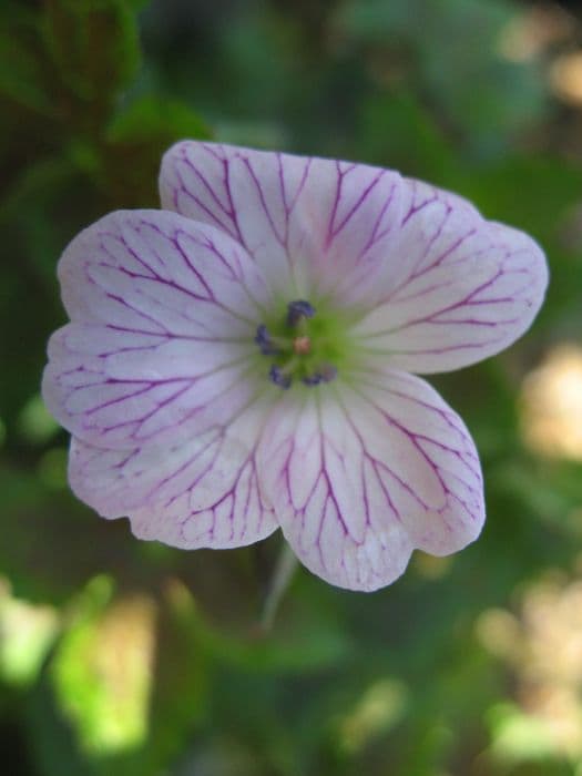 cranesbill 'Walter's Gift'