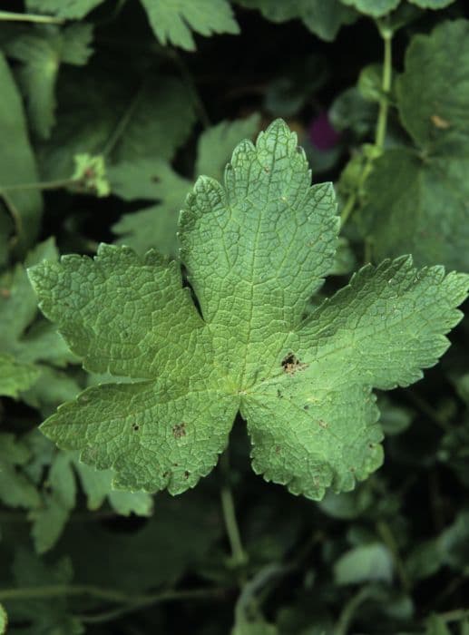 cranesbill 'Chantilly'