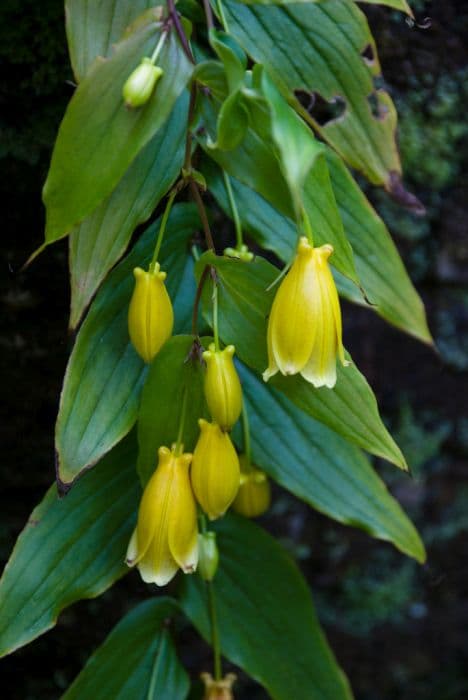 yellow Chinese toad lily