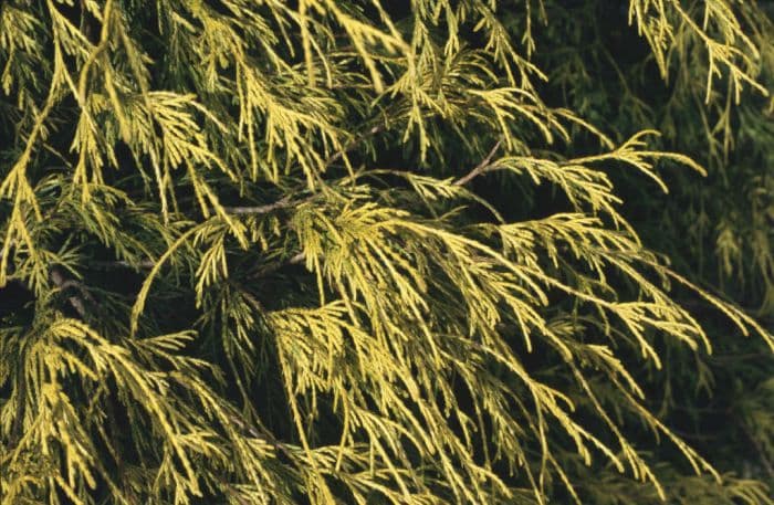 Sawara cypress 'Filifera Aurea'