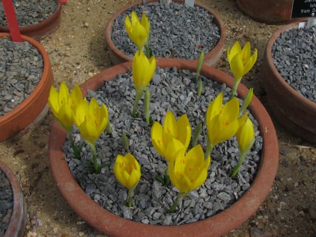 Winter daffodil Angustifolia Group