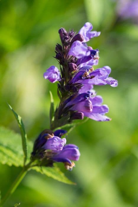 Stewart's catmint