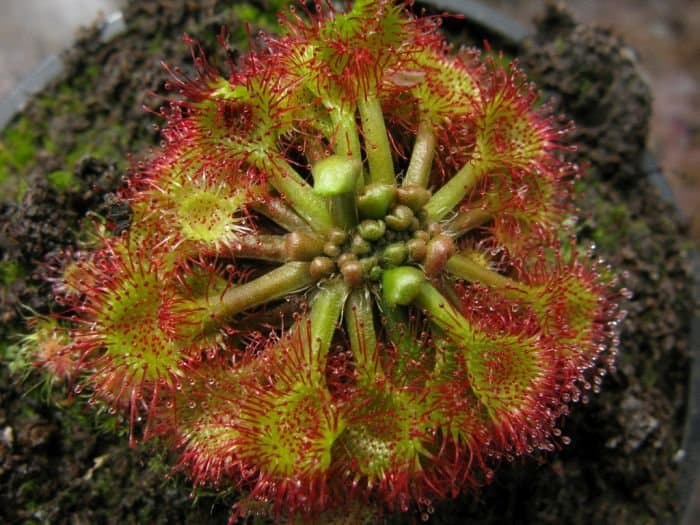 Sundew