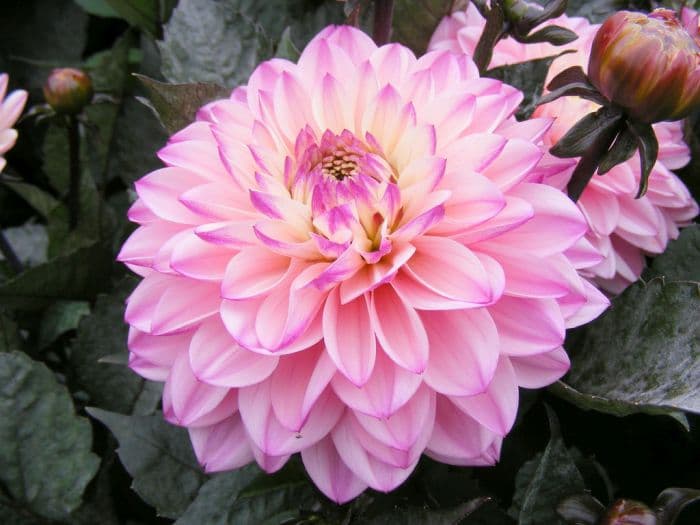 dahlia 'Gallery La Tour'