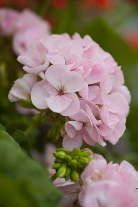 Pelargonium 'Ashfield Serenade'