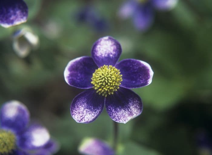 round-leaved anemone