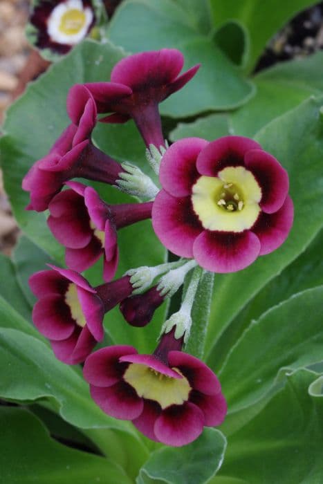 auricula 'Pippin'