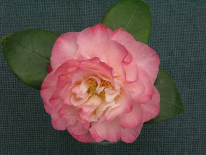 camellia 'Nuccio's Jewel'