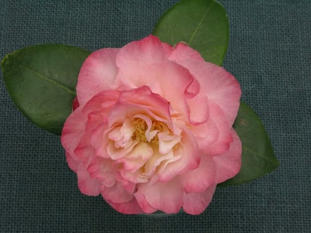 Camellia 'Nuccio's Jewel'