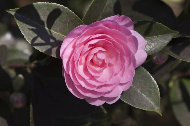Camellia 'E.G. Waterhouse'