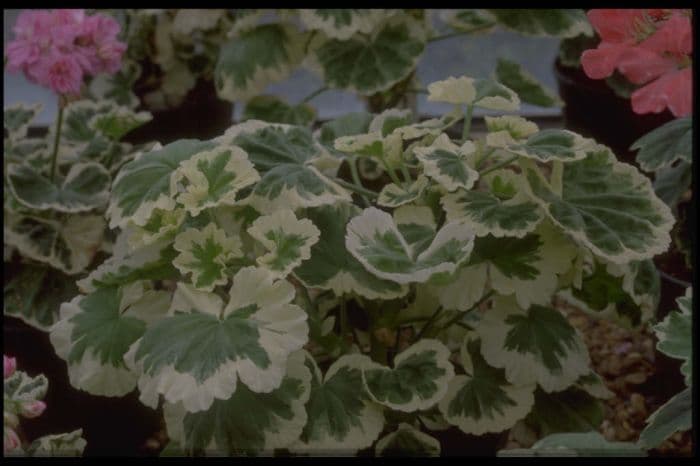 pelargonium 'Mrs J.C. Mappin'