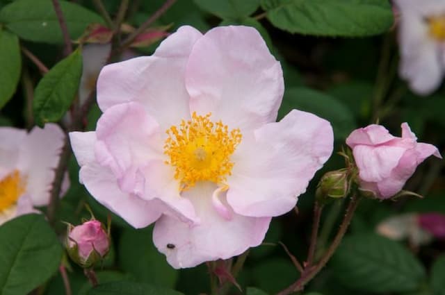 Holy rose of Abyssinia