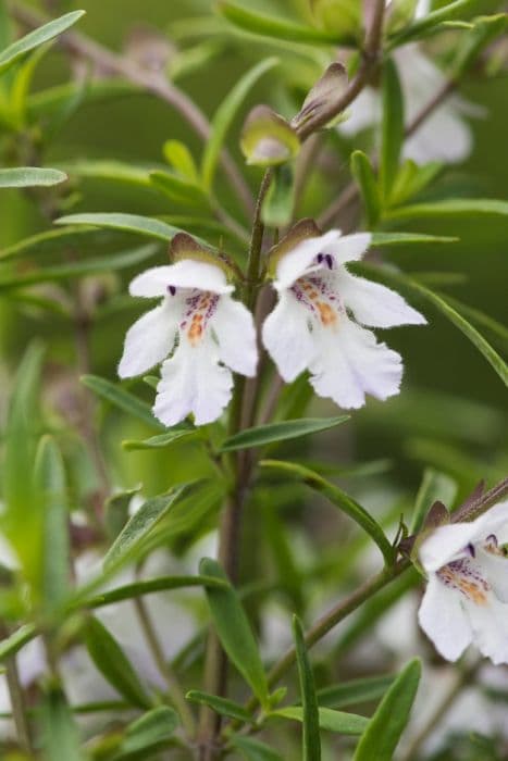 mint bush 'Poorinda Ballerina'