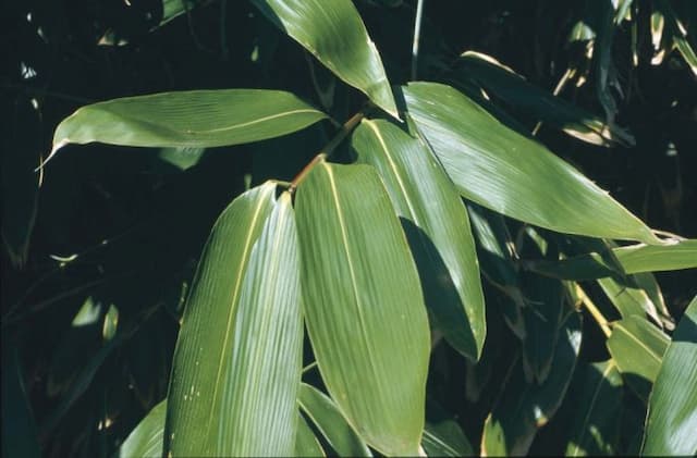 Broad-leaved bamboo