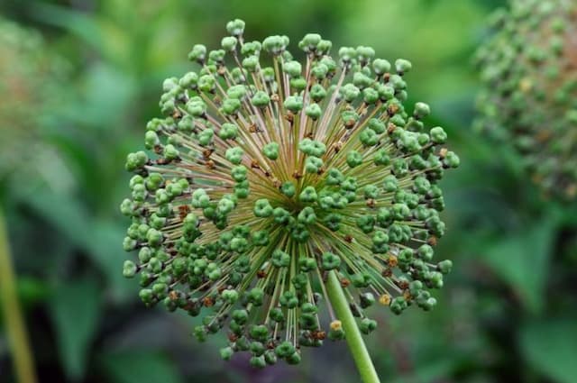 Dutch garlic 'Purple Sensation'