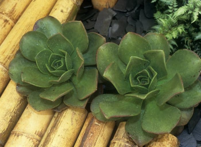 noble aeonium