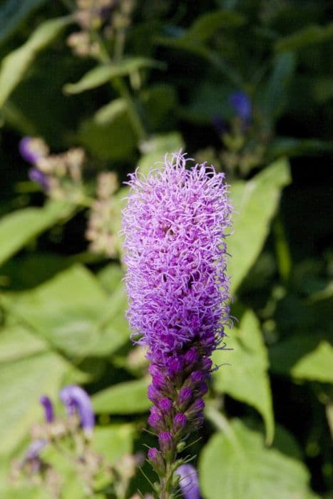 button snakewort 'Floristan Violett'