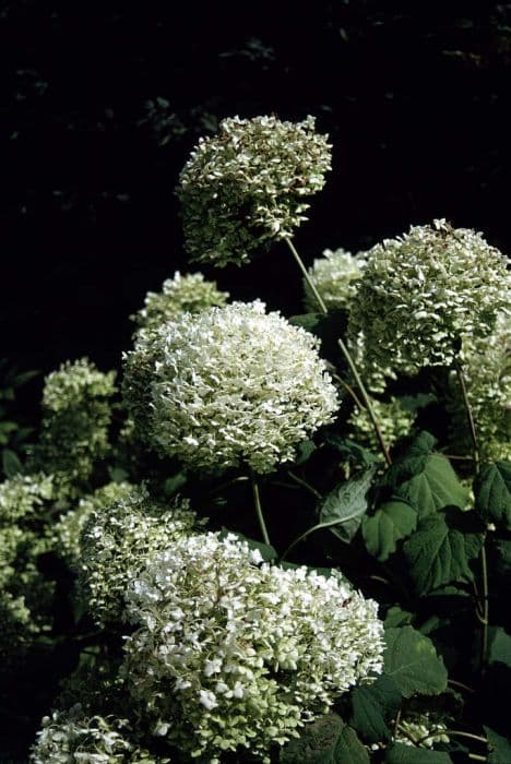 hydrangea 'Annabelle'