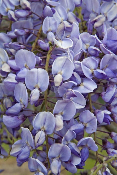 Chinese wisteria 'Amethyst'