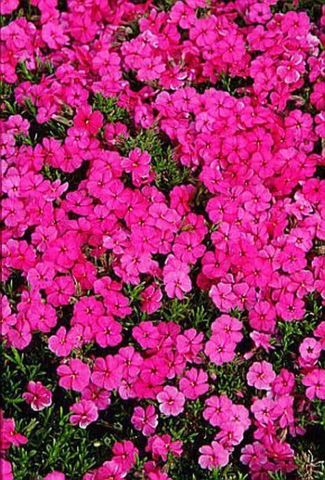 phlox 'Red Admiral'