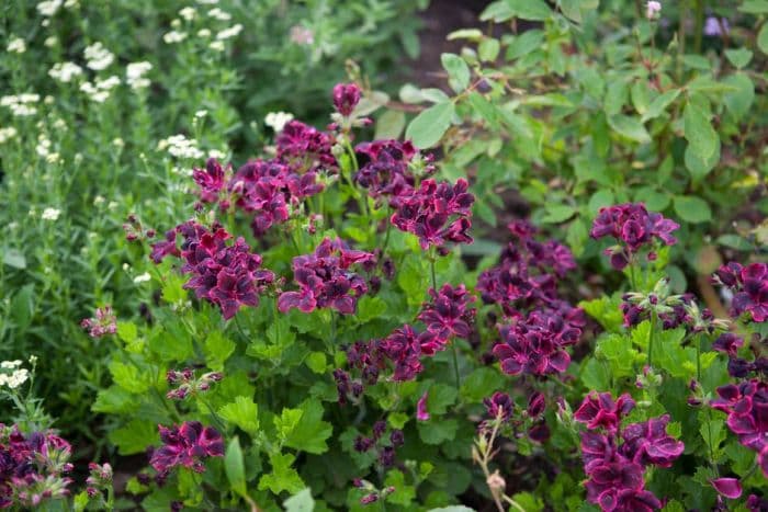 pelargonium 'Lord Bute'