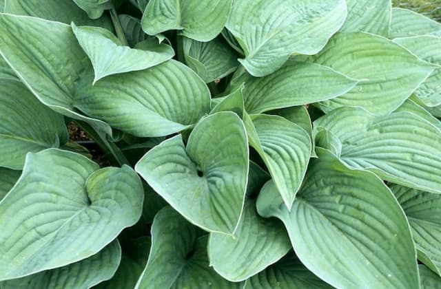 Hyacinthine plantain lily