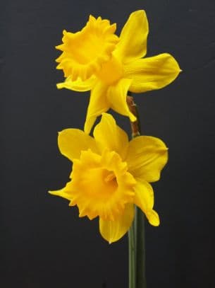 daffodil 'King Alfred'