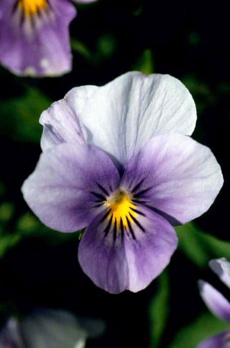 viola 'Juliette Blue, Pale Wings'