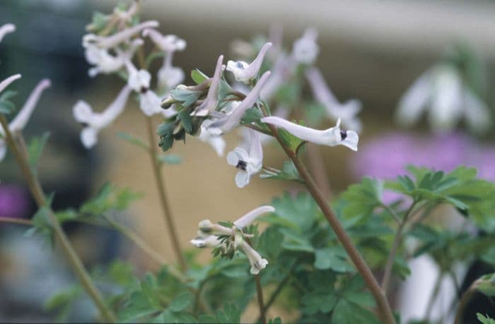 triternate corydalis