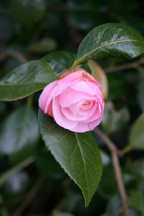 Camellia 'Julia Hamiter'
