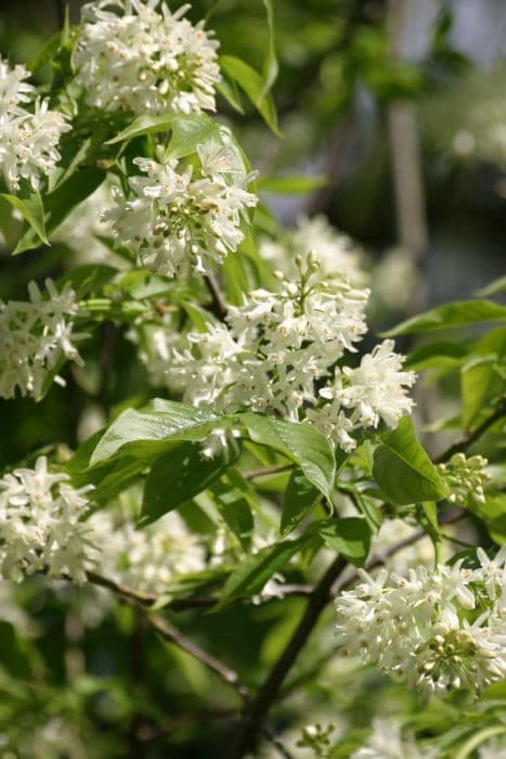 ivory-flowered bladdernut