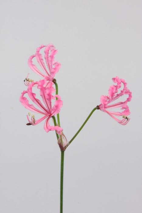 low-growing nerine