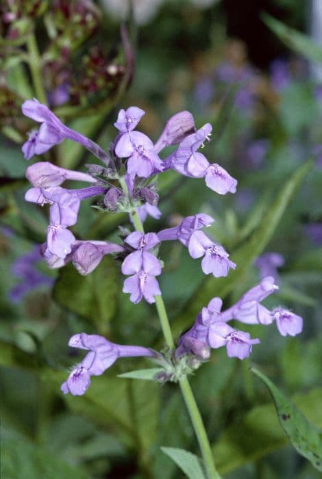 catmint 'Souvenir d'André Chaudron'