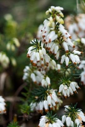 heather 'Schneesturm'