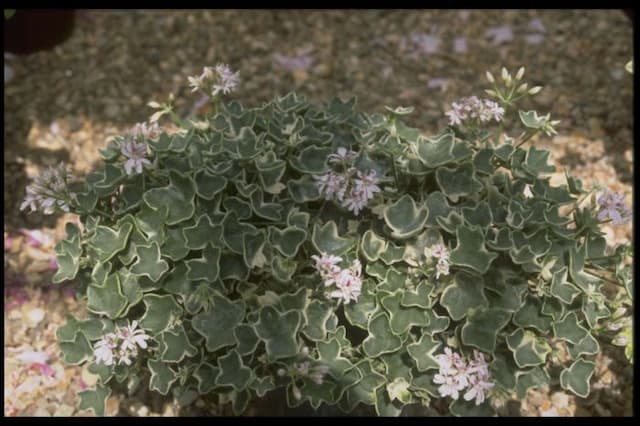 Pelargonium 'Flakey'
