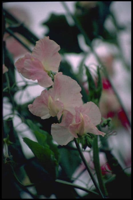 sweet pea 'Bobby's Girl'