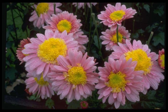 chrysanthemum 'Pennine Gambol'