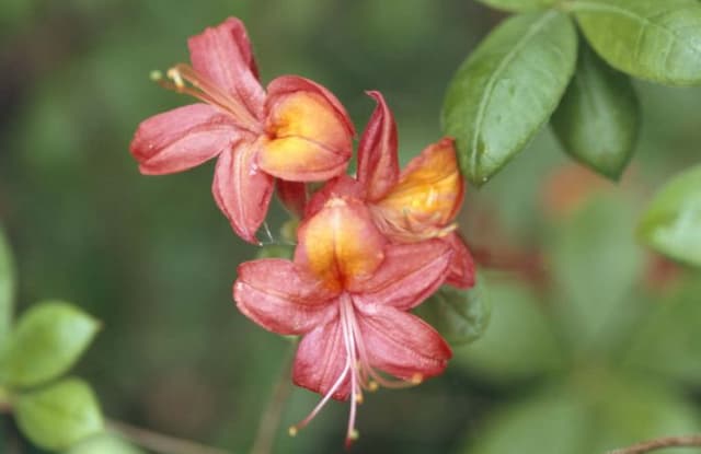 Rhododendron 'Corneille'