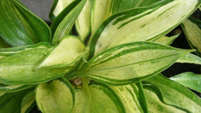 plantain lily 'Ruffled Pole Mouse'