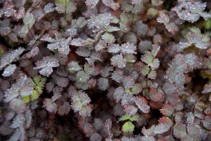 purple spineless acaena