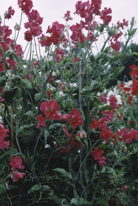 sweet pea 'Heartbeat'