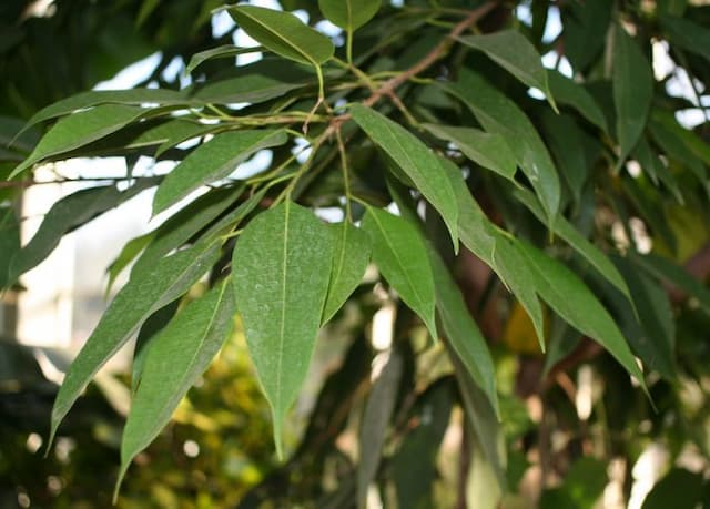 Narrow-leaf fig