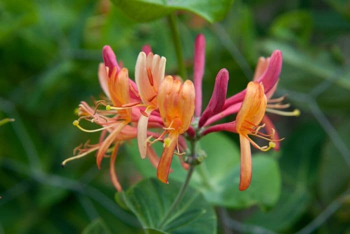 hybrid honeysuckle