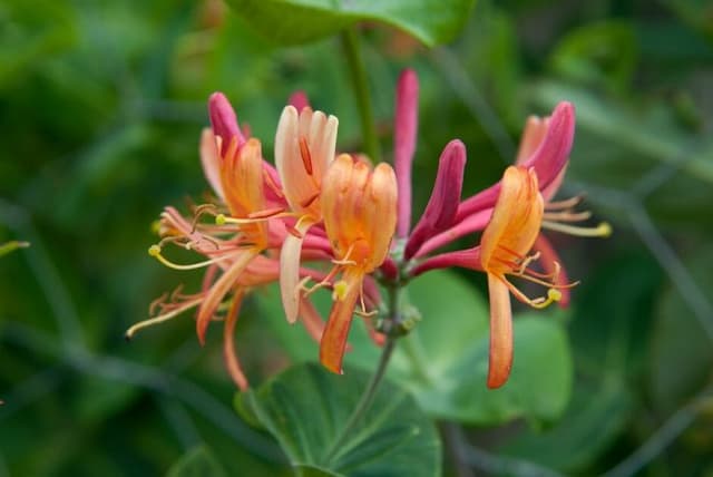 Hybrid honeysuckle