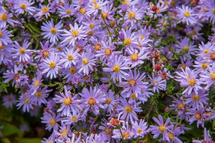 aster 'Little Carlow'