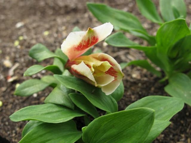 Peruvian lily [Inticancha Creamy Dark Pink]