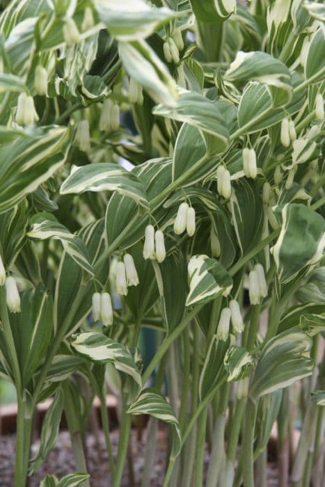 variegated garden Solomon's seal 'Striatum'