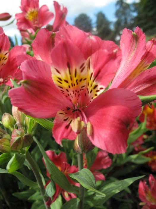 Peruvian lily [Inca Glow]